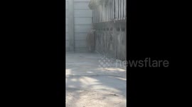 Cheeky pet raccoon caught climbing garden wall