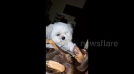 Overbearing Shih Tzu climbs onto grumpy mini pinscher to show him some love