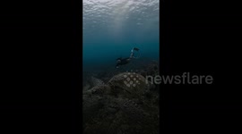 Freediver swims alongside giant sea turtle that dwarfs her in size
