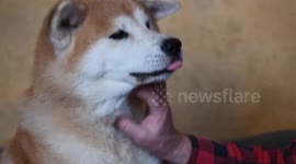 Meet Britain's top dog - a Japanese Akita Inu who can detect owner's seizures