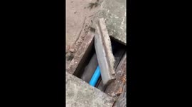 Three giant pythons found hiding in drain at Buddhist temple