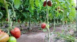 Spain: The genetic revolution in tomatoes: a waste-free, eco-friendly method