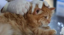Indonesia: Indonesia launches mass rabies vaccination campaign in Aceh