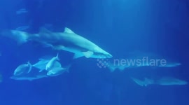 shark encounters diving into the deep of the ocean, different species