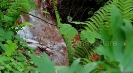 Panama: Blandford, the indigenous man who represents Panama in Spain for his organic cocoa crop
