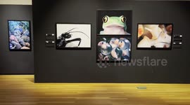 Spain: National Museum of Natural Sciences in Madrid hosts im Flach's 'Endangered Emotions'