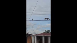 Cat Hunts Squirrel On Cables
