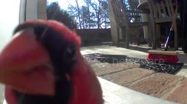 US: Bird Pecks Camera Demanding Food in Arkansas