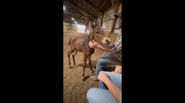 Spicy Foal Tries To High Five With Back Hooves