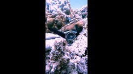 Diver Playing With Octopus