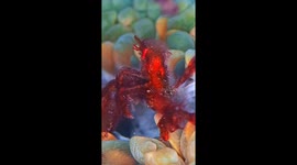 Orangutan Crab Hairs Gently Float In Sea Current Breeze