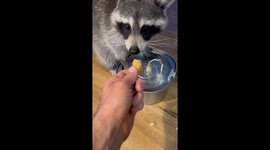 Raccoon Washes Tater Tot In Water Fountain
