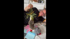 Man Encourages Orphaned Koala To Climb