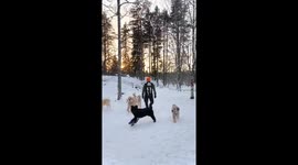 Fluffy Puppy In A Baby Carrier