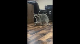 Raccoon Loves Bubbles