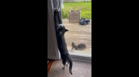 Cat has A Squirrel Friend