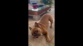 French Bulldog Zooms Around Coffee Table