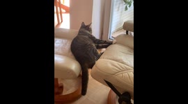Cat Rests in Crack