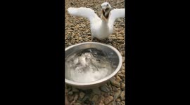 Bird Swiftly Swallows Fish