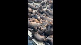 Sea Lion Snuggle
