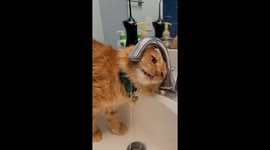 Drinking Water Confuses Orange Cat