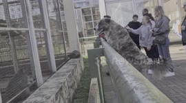 Angry Dogs Bark At Monkeys In Zoo