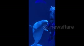 Beluga whale puts on a dance performance with diver