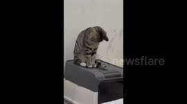 Playful cat holds down box lid to prevent his friend from escaping