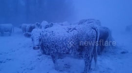 Canada: Cows Completely Covered in Snow in Manitoba Farm Video