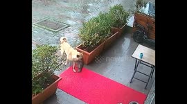 Mother dog stuns vets in Turkey by carrying her unconscious, hypothermic puppy to their clinic