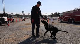 US: To Search and Rescue Dog REVA, Training and Working to Find Missing Person’s is Second Nature