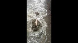 Guys Rescue Dog Trapped on Rocky Shore