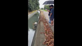 Puppy Rescued With an Umbrella