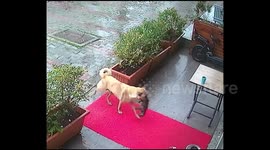 Mother Dog Carries Her Unconscious Puppy To Clinic