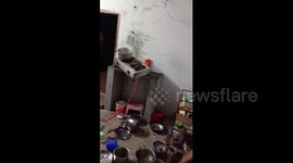 Wild elephant smashes door and reaches trunk inside to search for food