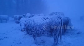Holstein Freezing! Cows covered in ice amid snow in Canada