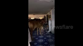 Escaped cow storms into family's home looking for food