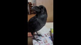 Pet crow learns how to speak with an oddly-alluring husky growl