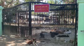 Sanctuary rescues over 1,000 stray animals in Myanmar