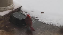 Northern cardinal bird pecks CCTV camera while rummaging around for food