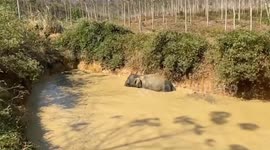 Stranded wild elephant rescued from pond in Thailand