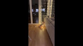 Christmas spirit: Little man gets tangled in festive lights and shines