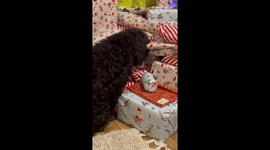 Sweet dog gently paws at Christmas presents, eager for the holiday to finally arrive