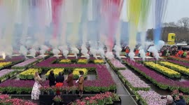 National Tulip Day marked in Netherlands