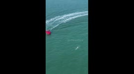 Rare Chinese white dolphins spotted in China's Guangxi