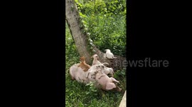 Four pet dogs rest on top of a British Yorkshire pig