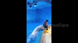 Playful Beluga whale nudges keeper to ask for attention