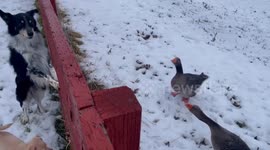 Quackers! Geese and dogs have amusing conversation over fence