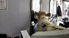 Runaway Cow Shocks Customers as It Charges Into Barber Shop in Henan, China