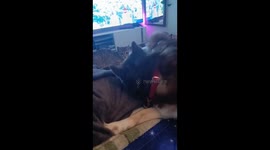 Sweet Doggo Undeterred by Kitten Baps
